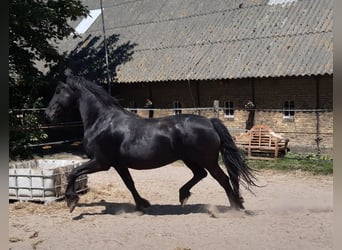 Fries paard, Merrie, 17 Jaar, 162 cm, Zwart