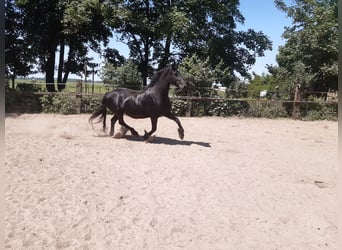 Fries paard, Merrie, 17 Jaar, 162 cm, Zwart