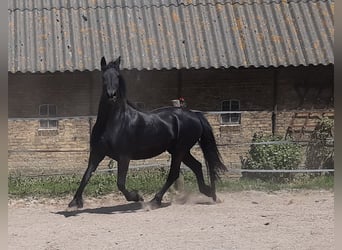 Fries paard, Merrie, 17 Jaar, 162 cm, Zwart