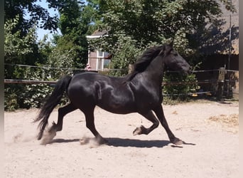 Fries paard, Merrie, 17 Jaar, 162 cm, Zwart