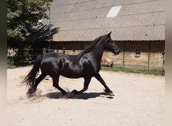 Fries paard, Merrie, 17 Jaar, 162 cm, Zwart