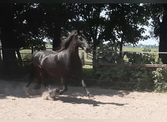 Fries paard, Merrie, 17 Jaar, 162 cm, Zwart