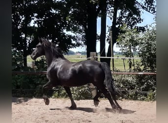 Fries paard, Merrie, 17 Jaar, 162 cm, Zwart