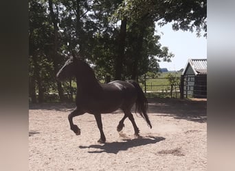 Fries paard, Merrie, 17 Jaar, 162 cm, Zwart