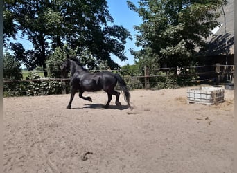 Fries paard, Merrie, 17 Jaar, 162 cm, Zwart