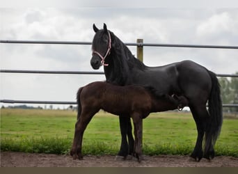 Fries paard, Merrie, 17 Jaar, 163 cm, Zwart