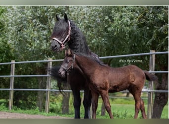 Fries paard, Merrie, 17 Jaar, 163 cm, Zwart