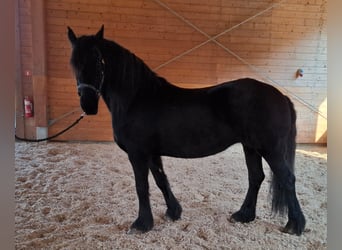 Fries paard, Merrie, 17 Jaar