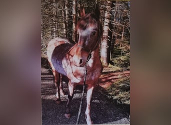 Fries paard Mix, Merrie, 18 Jaar, 156 cm, Brown Falb schimmel