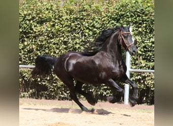 Fries paard, Merrie, 18 Jaar, 160 cm, Zwart