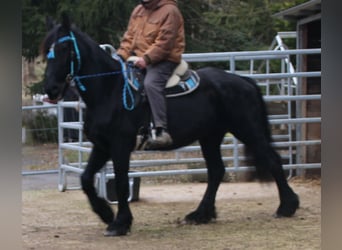 Fries paard, Merrie, 18 Jaar, 162 cm, Zwart