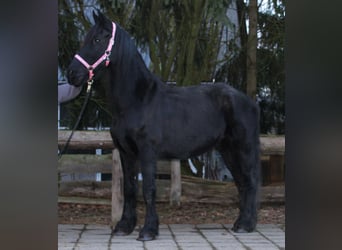 Fries paard, Merrie, 18 Jaar, 162 cm, Zwart