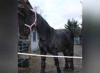 Fries paard, Merrie, 18 Jaar, 162 cm, Zwart