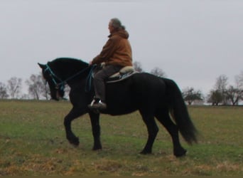 Fries paard, Merrie, 18 Jaar, 162 cm, Zwart