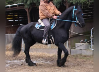 Fries paard, Merrie, 18 Jaar, 162 cm, Zwart