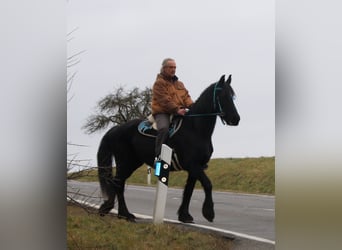 Fries paard, Merrie, 18 Jaar, 162 cm, Zwart