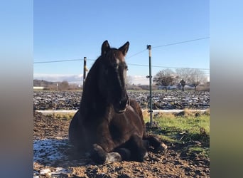 Fries paard Mix, Merrie, 18 Jaar, 163 cm, Donkerbruin
