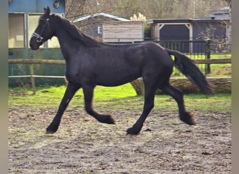 Fries paard, Merrie, 18 Jaar, 168 cm, Zwart