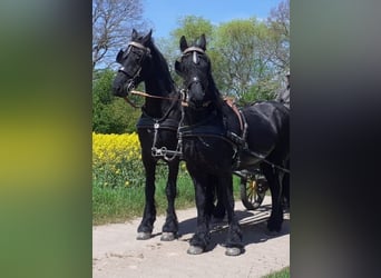 Fries paard, Merrie, 19 Jaar, 160 cm, Zwart