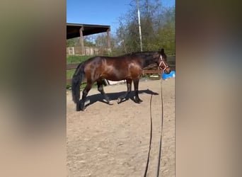 Fries paard Mix, Merrie, 19 Jaar, 165 cm, Donkerbruin