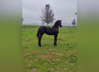 Fries paard, Merrie, 1 Jaar, 120 cm, Zwart