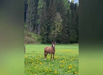 Fries paard, Merrie, 1 Jaar, 125 cm, Vos