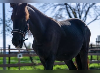 Fries paard, Merrie, 1 Jaar, 152 cm, Zwart