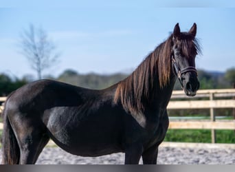 Fries paard, Merrie, 1 Jaar, 152 cm, Zwart