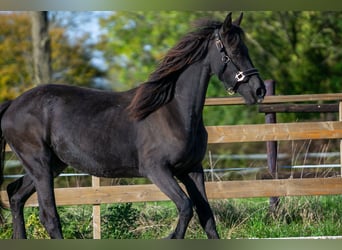 Fries paard, Merrie, 1 Jaar, 152 cm, Zwart