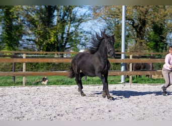 Fries paard, Merrie, 1 Jaar, 152 cm, Zwart