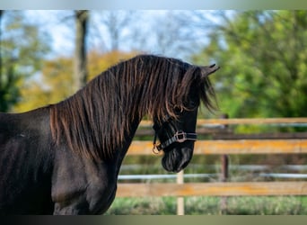 Fries paard, Merrie, 1 Jaar, 152 cm, Zwart