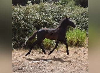 Fries paard Mix, Merrie, 1 Jaar, 160 cm, Zwart