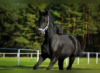 Fries paard, Merrie, 1 Jaar, 160 cm, Zwart