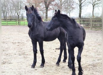 Fries paard, Merrie, 1 Jaar, 162 cm, Zwart