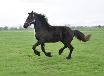 Fries paard, Merrie, 1 Jaar, 163 cm, Zwart