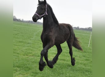 Fries paard, Merrie, 1 Jaar, 163 cm, Zwart