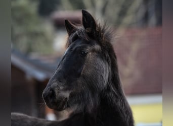 Fries paard Mix, Merrie, 1 Jaar, 165 cm, Zwart