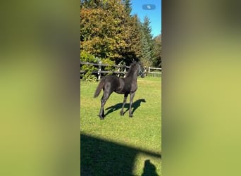 Fries paard, Merrie, 1 Jaar