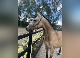 Fries paard Mix, Merrie, 1 Jaar, Falbe
