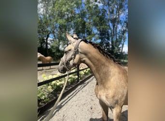 Fries paard Mix, Merrie, 1 Jaar, Falbe