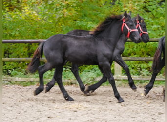 Fries paard, Merrie, 1 Jaar