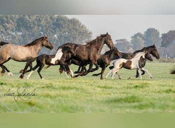 Fries paard, Merrie, 1 Jaar, Zwart