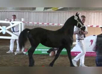 Fries paard, Merrie, 1 Jaar, Zwart