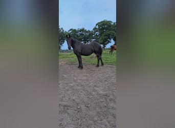 Fries paard, Merrie, 20 Jaar, 164 cm, Zwart