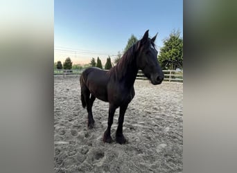 Fries paard, Merrie, 2 Jaar, 150 cm, Zwart