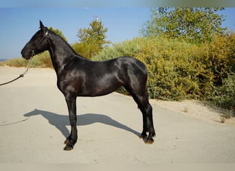 Fries paard Mix, Merrie, 2 Jaar, 152 cm, Schimmel