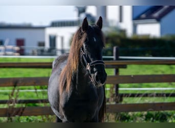 Fries paard, Merrie, 2 Jaar, 152 cm, Zwart