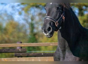 Fries paard, Merrie, 2 Jaar, 152 cm, Zwart