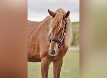 Fries paard Mix, Merrie, 2 Jaar, 153 cm, Vos