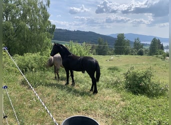 Fries paard, Merrie, 2 Jaar, 155 cm, Grullo